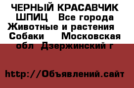 ЧЕРНЫЙ КРАСАВЧИК ШПИЦ - Все города Животные и растения » Собаки   . Московская обл.,Дзержинский г.